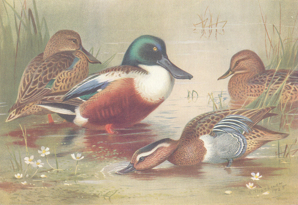 BRITISH BIRDS. Shoveler; Garganey. THORBURN 1926 old vintage print picture